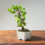 Lavender Star Flower Bonsai 1205 - Bonsaify