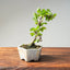 Lavender Star Flower Bonsai 1205 - Bonsaify