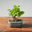 Lavender Star Flower Bonsai 1206 - Bonsaify