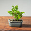Lavender Star Flower Bonsai 1206 - Bonsaify