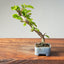 Lavender Star Flower Bonsai 1207 - Bonsaify