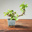 Lavender Star Flower Bonsai 1208 - Bonsaify