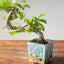 Lavender Star Flower Bonsai 1208 - Bonsaify