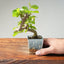 Lavender Star Flower Bonsai 1208 - Bonsaify