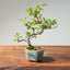 Lavender Star Flower Bonsai 1209 - Bonsaify