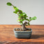 Lavender Star Flower Bonsai 1211 - Bonsaify