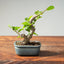 Lavender Star Flower Bonsai 1211 - Bonsaify