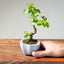 Lavender Star Flower Bonsai 1215 - Bonsaify