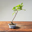 Lavender Star Flower Bonsai 1216 - Bonsaify