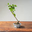 Lavender Star Flower Bonsai 1216 - Bonsaify