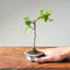 Lavender Star Flower Bonsai 1216 - Bonsaify