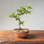 Lavender Star Flower Bonsai 1220 - Bonsaify