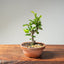 Lavender Star Flower Bonsai 1222 - Bonsaify