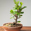 Lavender Star Flower Bonsai 1222 - Bonsaify