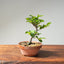Lavender Star Flower Bonsai 1223 - Bonsaify