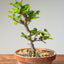 Lavender Star Flower Bonsai 1223 - Bonsaify