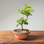 Lavender Star Flower Bonsai 1224 - Bonsaify