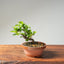 Lavender Star Flower Bonsai 1226 - Bonsaify