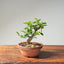 Lavender Star Flower Bonsai 1227 - Bonsaify