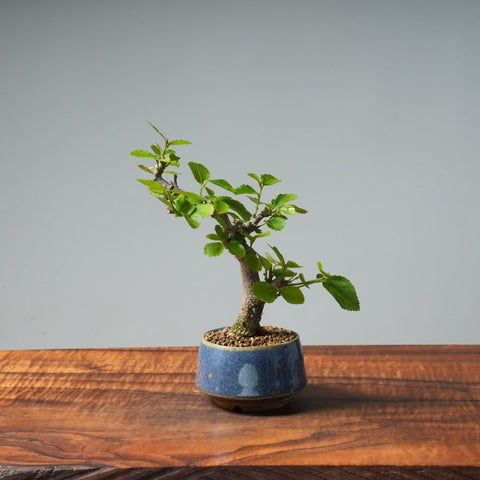Lavender Star Flower Bonsai #238 - Bonsaify
