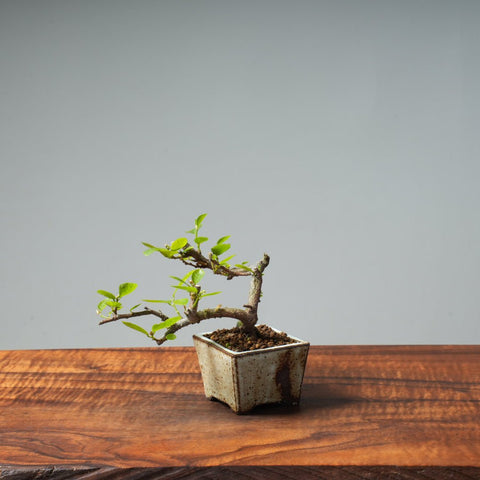 Lavender Star Flower Bonsai #239 - Bonsaify