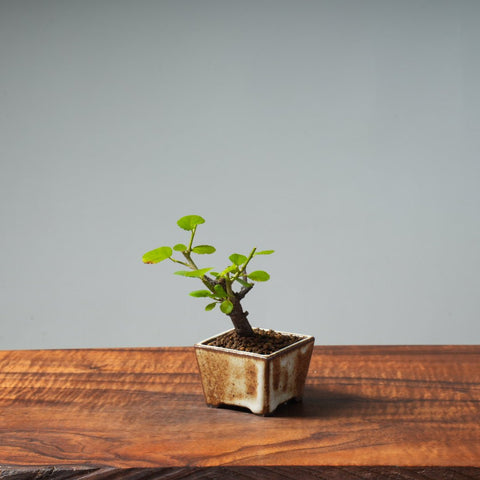 Lavender Star Flower Bonsai #240 - Bonsaify