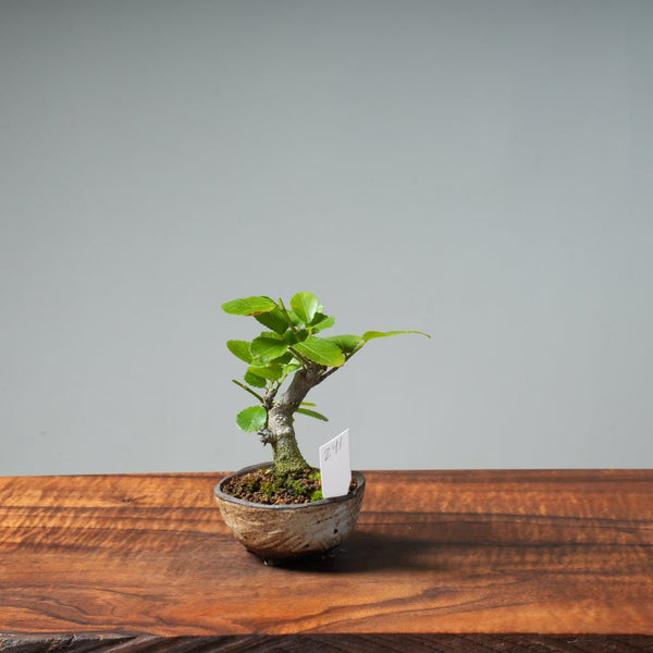 Lavender Star Flower Bonsai #241 - Bonsaify