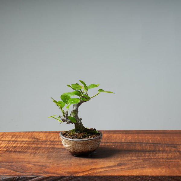 Lavender Star Flower Bonsai #241 - Bonsaify