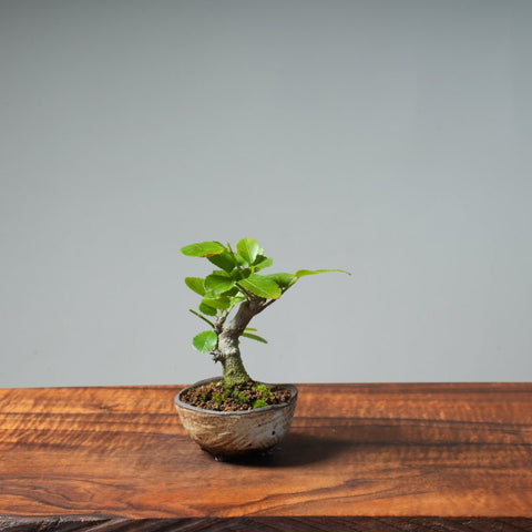 Lavender Star Flower Bonsai #241 - Bonsaify