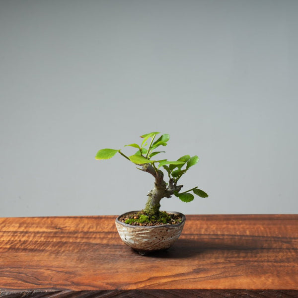 Lavender Star Flower Bonsai #241 - Bonsaify