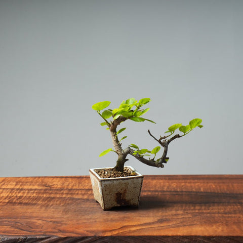 Lavender Star Flower Bonsai #243 - Bonsaify