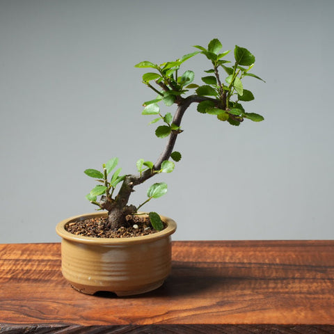 Lavender Star Flower Bonsai #245 - Bonsaify