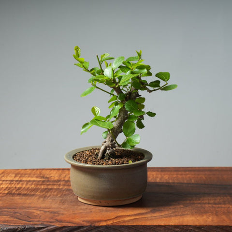 Lavender Star Flower Bonsai #246 - Bonsaify