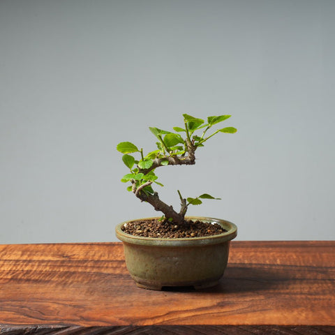 Lavender Star Flower Bonsai #247 - Bonsaify