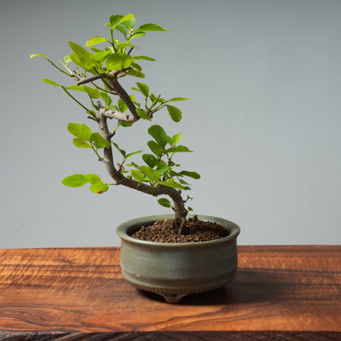 Lavender Star Flower Bonsai #248 - Bonsaify