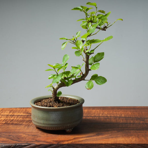 Lavender Star Flower Bonsai #248 - Bonsaify