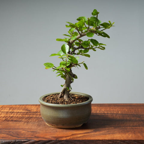 Lavender Star Flower Bonsai #249 - Bonsaify