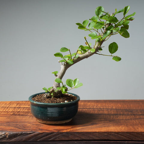 Lavender Star Flower Bonsai #250 - Bonsaify