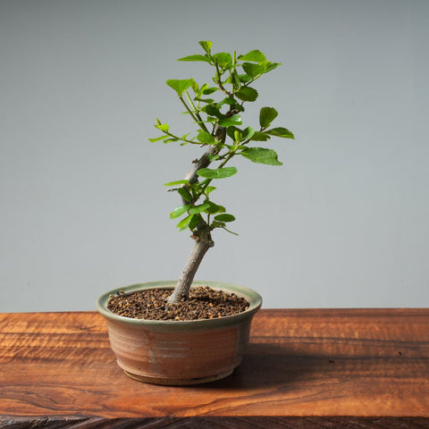 Lavender Star Flower Bonsai #251 - Bonsaify