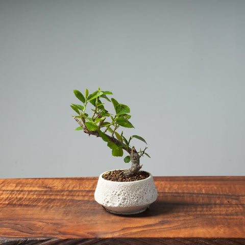 Lavender Star Flower Bonsai #252 - Bonsaify