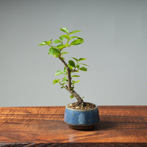 Lavender Star Flower Bonsai #253 - Bonsaify