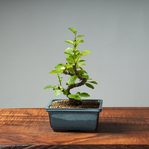 Lavender Star Flower Bonsai #254 - Bonsaify