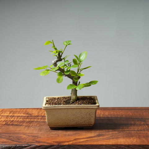 Lavender Star Flower Bonsai #255 - Bonsaify