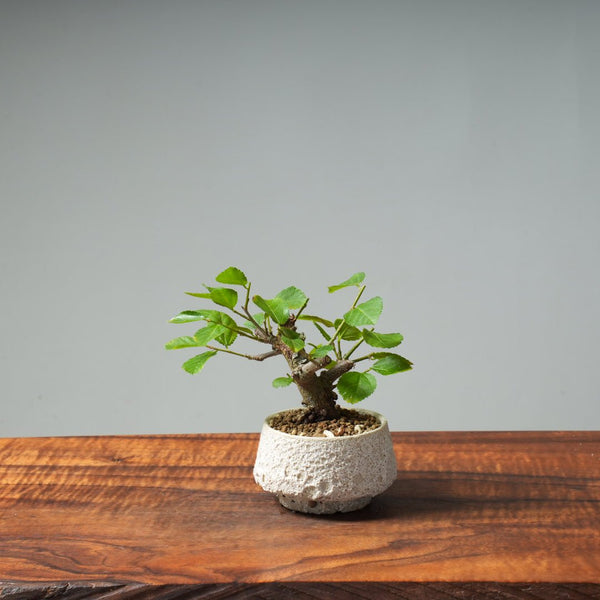 Lavender Star Flower Bonsai #259 - Bonsaify