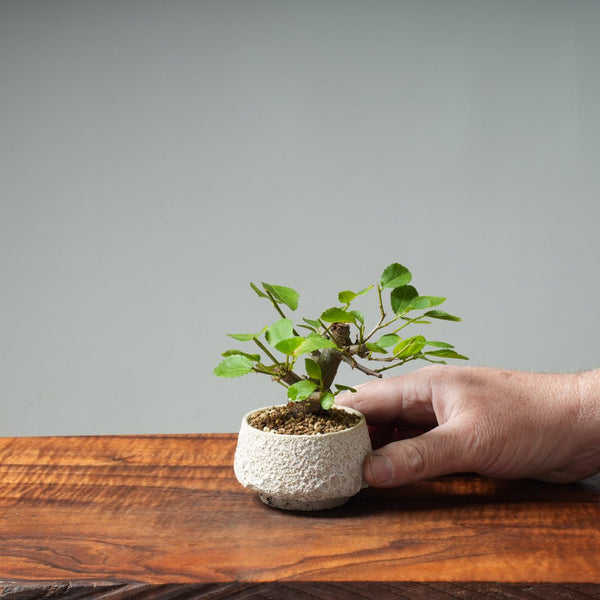 Lavender Star Flower Bonsai #259 - Bonsaify