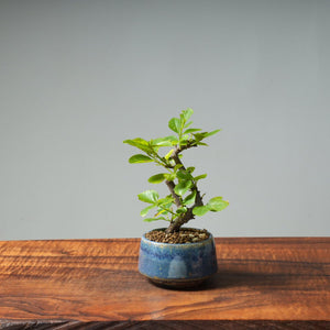 Lavender Star Flower Bonsai #260 - Bonsaify