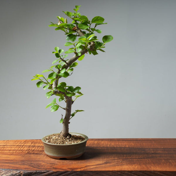 Lavender Star Flower Bonsai #265 - Bonsaify