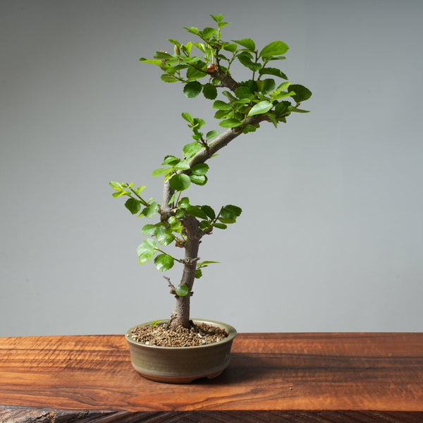 Lavender Star Flower Bonsai #265 - Bonsaify