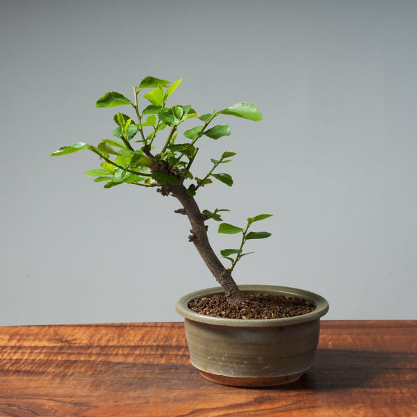 Lavender Star Flower Bonsai #268 - Bonsaify