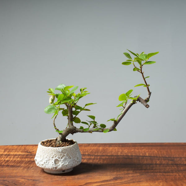Lavender Star Flower Bonsai #269 - Bonsaify